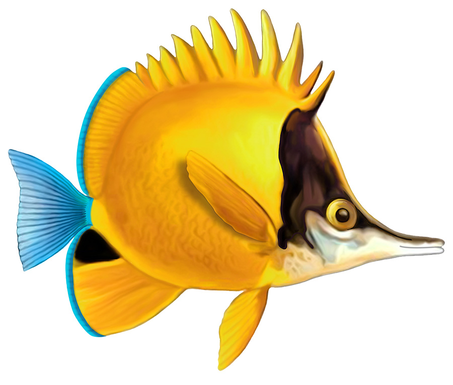 yellow longnose butterflyfish